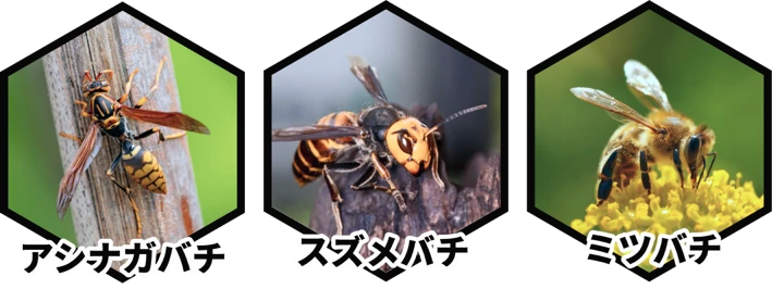 アシナガバチ スズメバチ ミツバチ
