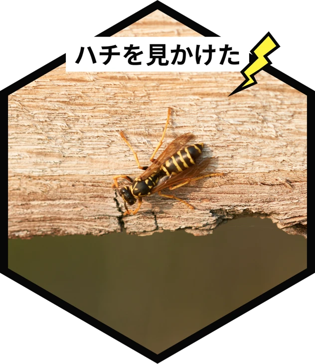 ハチを見かけた
